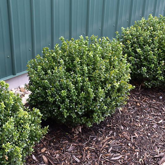Buxus NewGen Freedom