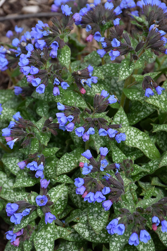 Pulmonaria Lungwort Pink A Blue
