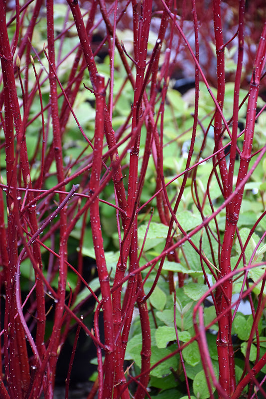 Cornus Red Twig Dogwood