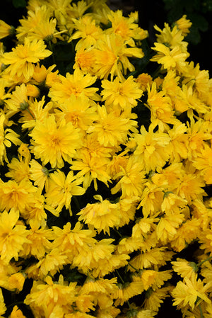 Gold Riot - 8"x6" Potted Garden Mum