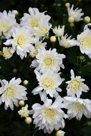 Alpine White - 8"x6" Potted Garden Mum