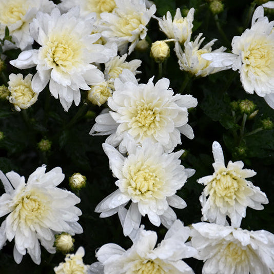 Alpine White - 9"x6" Potted Garden Mum