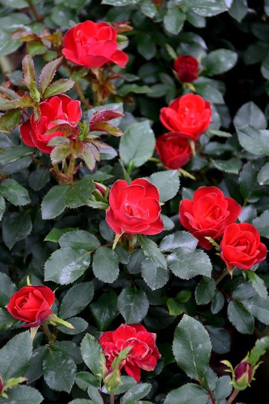 Rose KO Pettite