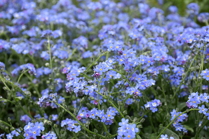 Myosotis Forget Me Not Victoria Blue - 6" Perennial