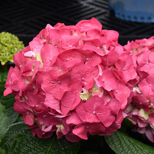 Hydrangea Endless Summer Summer Crush