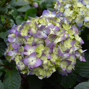 Hydrangea Endless Summer Bloomstruck