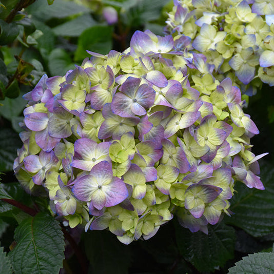 Hydrangea Endless Summer Bloomstruck