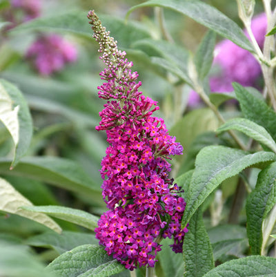Buddleia Miss Ruby