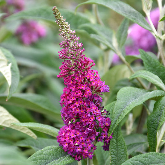 Buddleia Miss Ruby