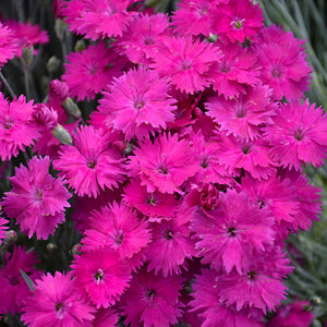 Dianthus Pinks Neon Star - 6" Perennial