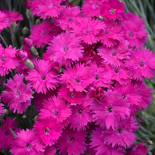 Dianthus Pinks Neon Star - 6" Perennial