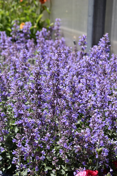 Nepeta Catmint Cat's Meow