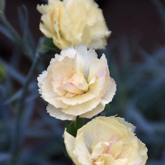Dianthus Pinks Hello Yellow - 6" Perennial