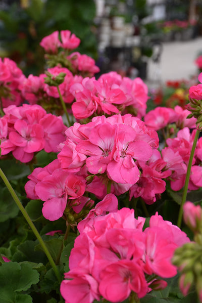 Geranium Dynamo Pink Hot - 10" Planter