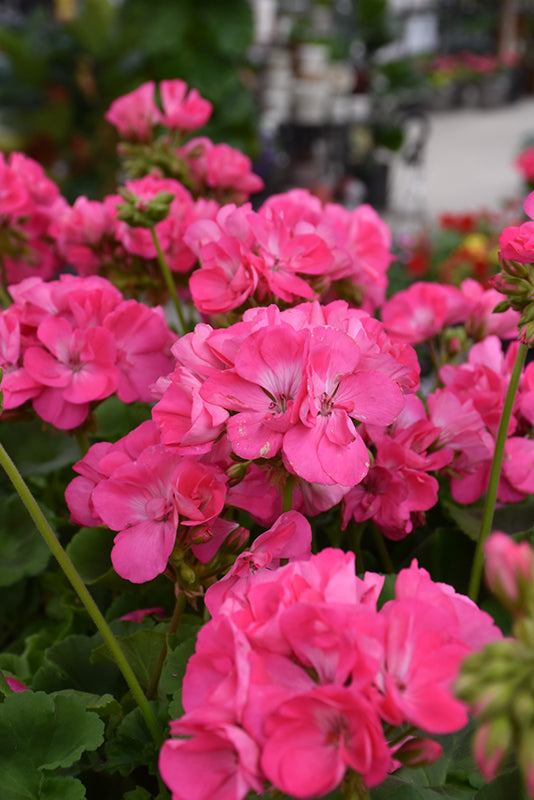 Geranium Dynamo Pink Hot - 10" Planter