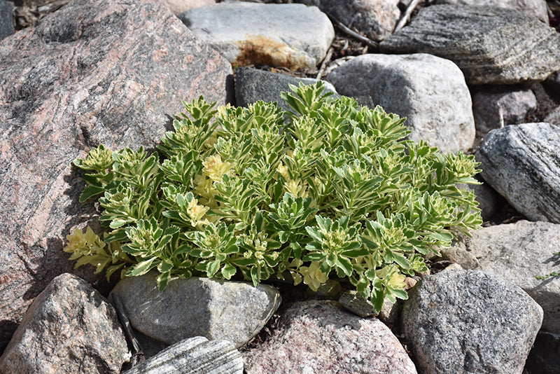 Sedum Stonecrop Atlantis - 6" Perennial