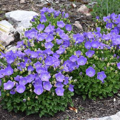 Campanula Bellflower Rapido Blue - 6" Perennial