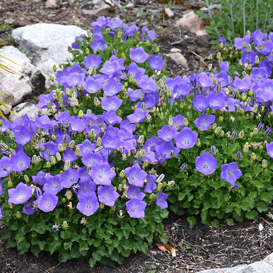 Campanula Bellflower Rapido Blue - 6" Perennial