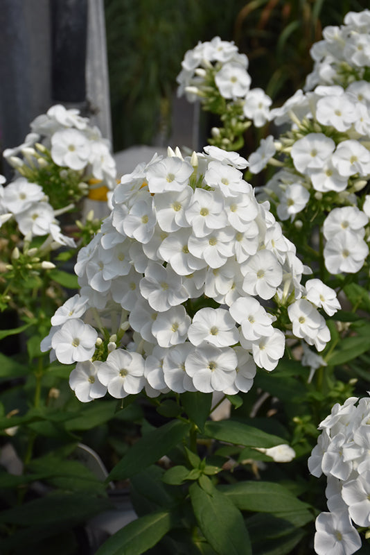 Phlox Garden Phlox Luminary Backlight