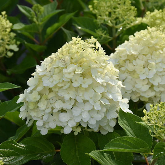 Hydrangea Fire Light Tidbit