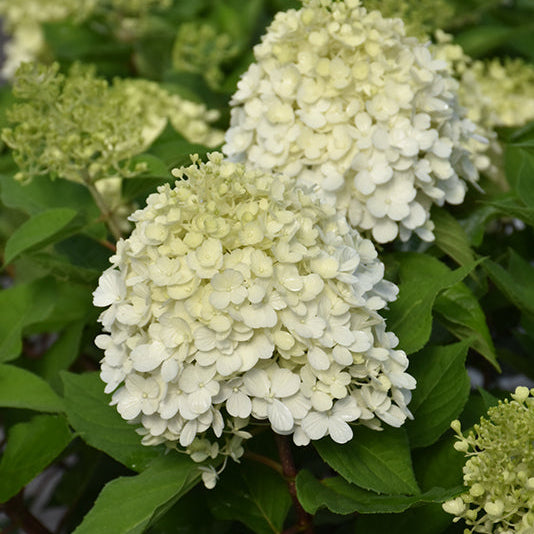 Hydrangea Little Lime Punch