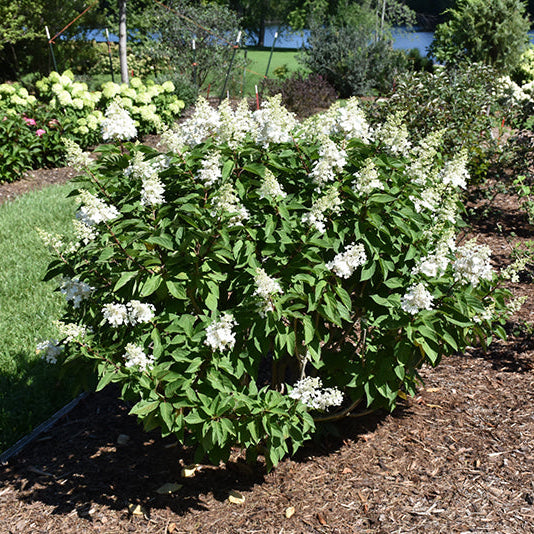 Hydrangea Pinky Winky Prime