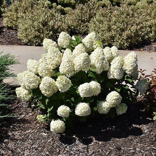 Hydrangea Little Lime Punch