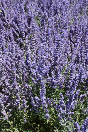 Perovskia Russian Sage Denim N Lace