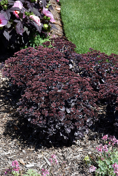 Sedum Stonecrop Rock'n Grow Back In Black - 6" Perennial