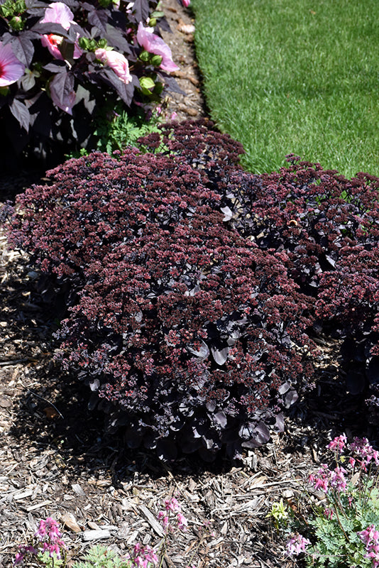 Sedum Stonecrop Rock'n Grow Back In Black - 6" Perennial