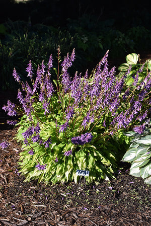 Hosta Plantain Lily Time In A Bottle