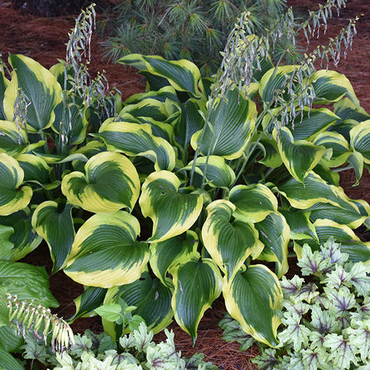 Hosta Plantain Lily Atlantis