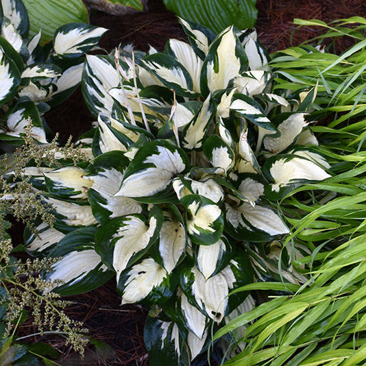 Hosta Plantain Lily Fire & Ice