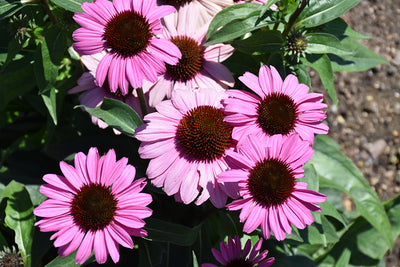 Echinacea Coneflower Color Coded The Fuchsia Is Bright