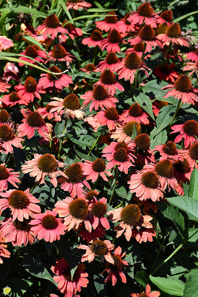 Echinacea Coneflower Color Coded Frankly Scarlet