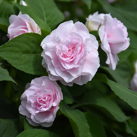 Double Impatiens Glimmer Appleblossom - 11" Hanging Basket