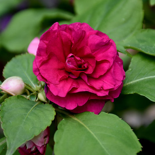 Double Impatiens Glimmer Burgundy - 11" Hanging Basket