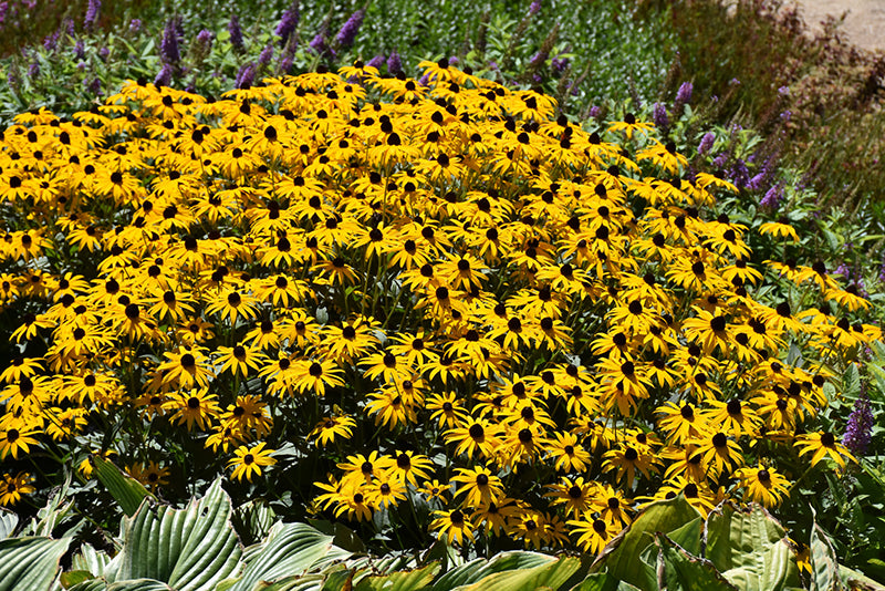 Rudbeckia Black Eyed Susan Goldblitz