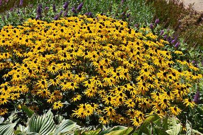 Rudbeckia Black Eyed Susan Goldblitz