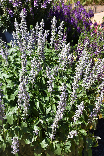 Salvia Blue Chill - 4.33" Premium Annual