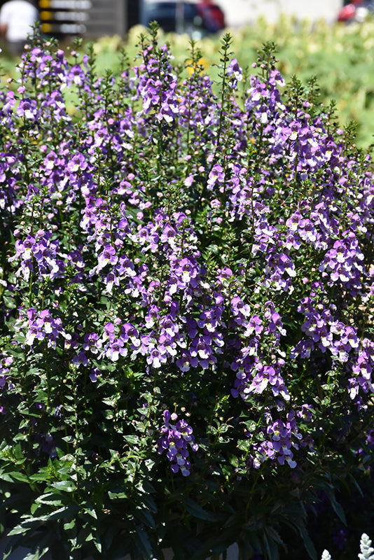 Angelonia ArchAngel Blue Bicolor - 4.33" Premium Annual