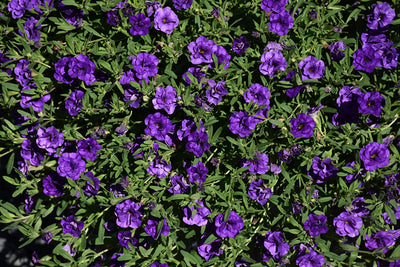 Calibrachoa MiniFamous Neo Double Blue Dark - 4.33" Premium Annual