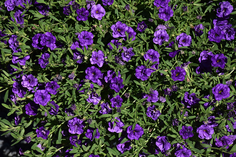 Calibrachoa MiniFamous Neo Double Blue Dark - 4.33" Premium Annual