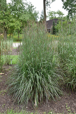 Andropogon Big Blue Stem Blackhawks
