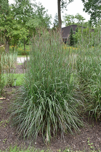 Andropogon Big Blue Stem Blackhawks