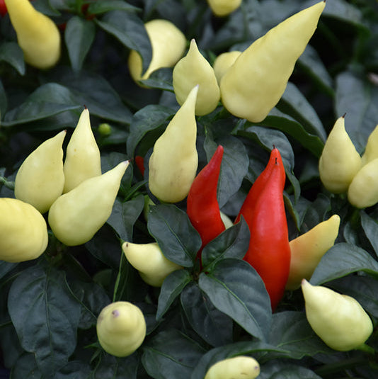 Blaze Ornamental Pepper - 5" Fall Annuals