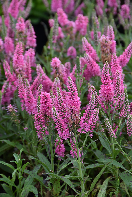 Veronica Speedwell Pink Candles