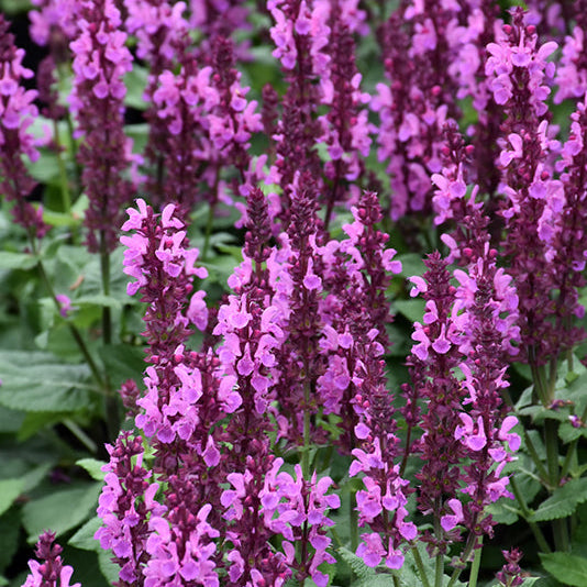 Salvia Sage Rose Marvel