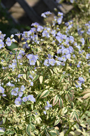 Polemonium Jacobs Ladder Stairway To Heaven