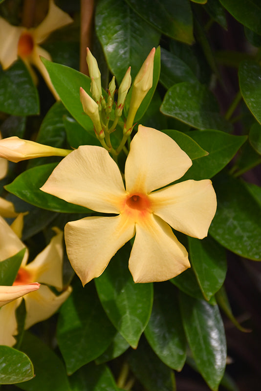 Dipladenia Sun Parasol OG XP Sunbeam - 9" Trellis Planter
